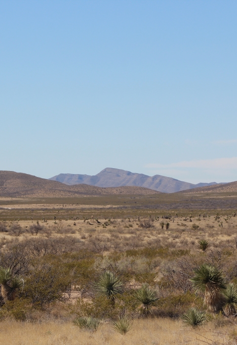 Otero mesa grassland on Fort Bliss 