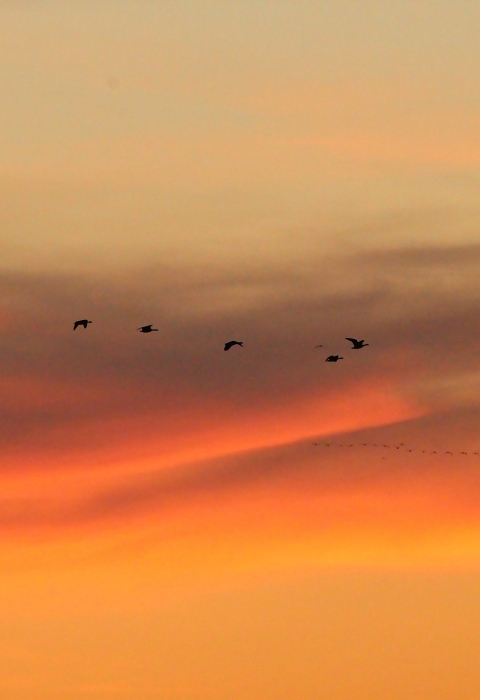 Birds migrating at sunset
