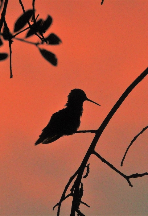 A silhouette of a ruby-throated hummingbird