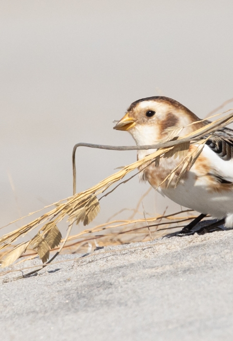 Small white brown and black bunting holding tan stalk of sea oats while standing ion sand .