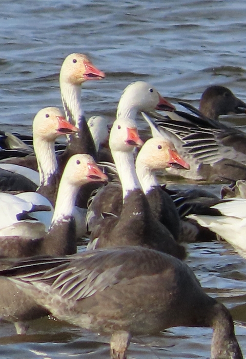 A flock of white and blue geese standing in shallow water