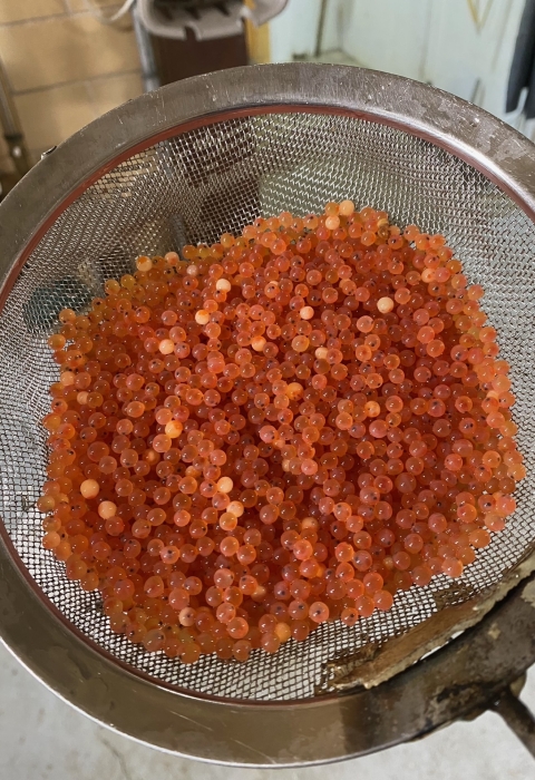 rainbow trout eggs from Erwin National Fish Hatchery