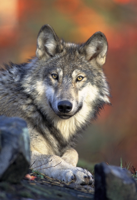 gray wolf lying down with head turned to camera