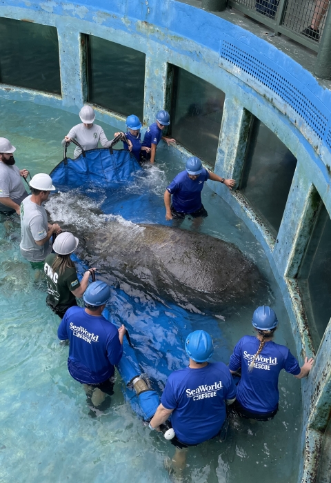A team prepares Juliette the manatee for transport.