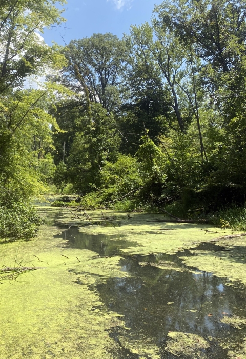 A still river sits with a coating of green algae surrounded by thriving green foliage on a bright day.