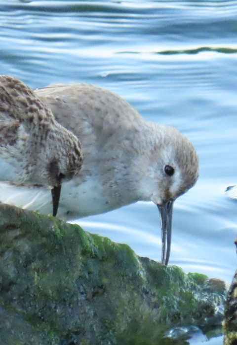 Two different species of small gray, white and brown shorebirds feed together on green moss/algae covered rocks