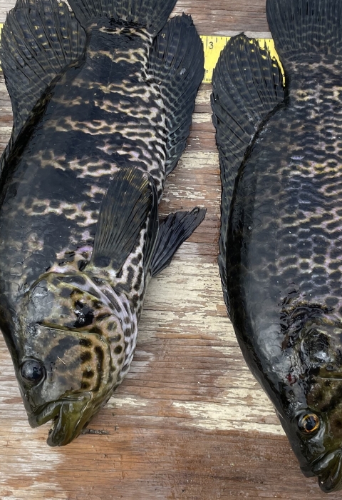 Jaguar guapote collected during non-native Fish Slam S Florida