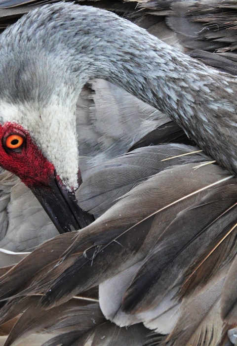 An adult sandhill crane bends its neck backwards as it preens through its wing and tail feathers. 