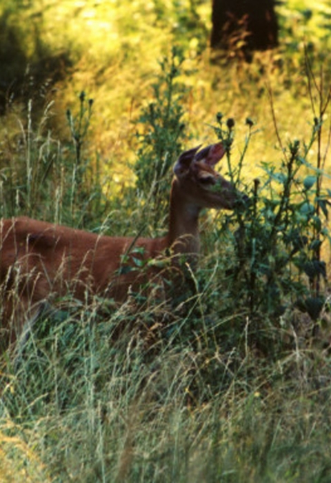 a white-tailed deer stands under a tree