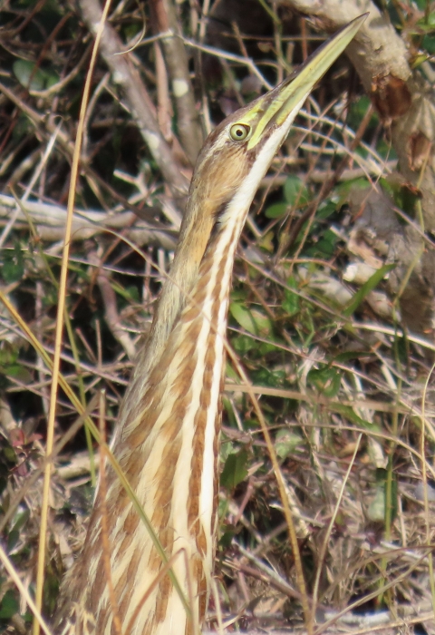 Brown, white striped stretched-neck American Bittern with long sharp bill looking straight up in a frozen stance has great camouflage coloring next to thick brush and bushes