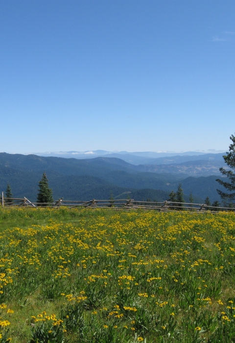 a landscape of a meadow covered in yellow flowers with hills in the background
