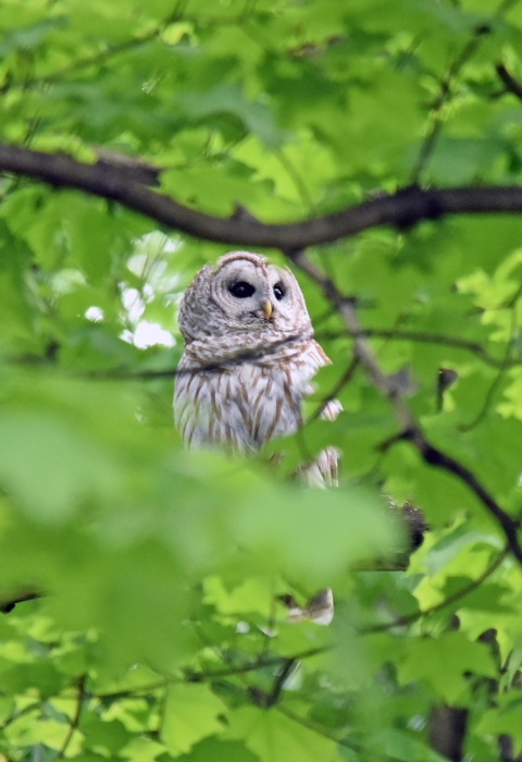 Barred owl perched on tree branch surrounded by green leaves and dark brown branches.. 