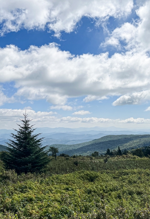 Landscape view of rolling mountains with scattered conifers and a partly cloudy sky
