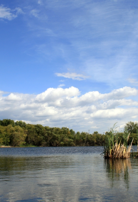 wetland with blue sky and white clouds