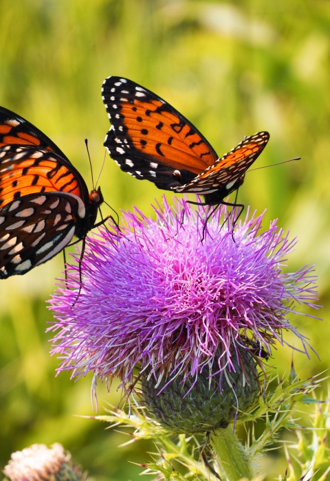 Two orange-black butterflies with black and white spots sit on a purple flower