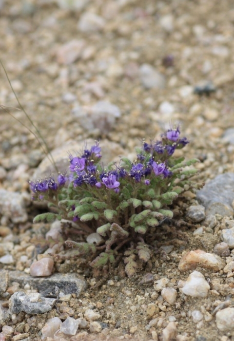 Image of North Park phacelia, a small plant in rocky soil with purple flowers and green leaves