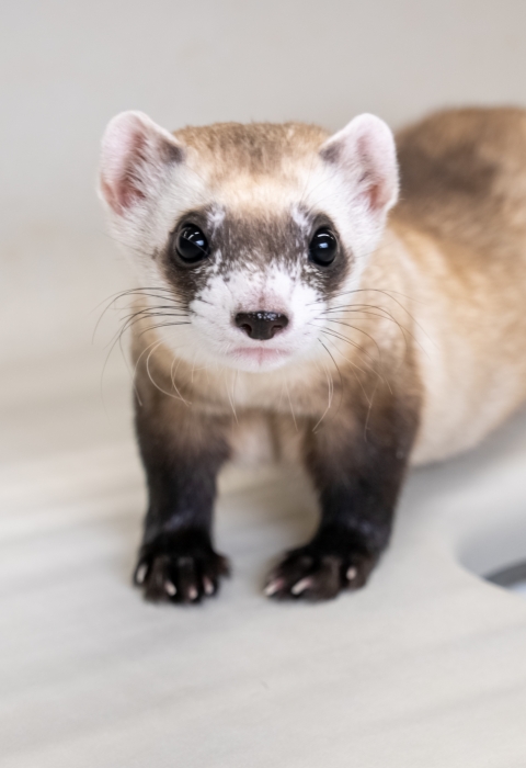 A black-footed ferret standing in their enclosure.
