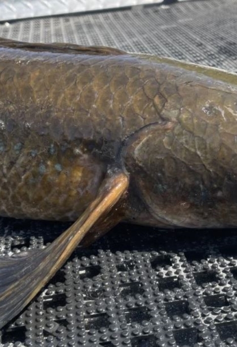 Non-native goldline snakehead fish collected during electrofishing surveys