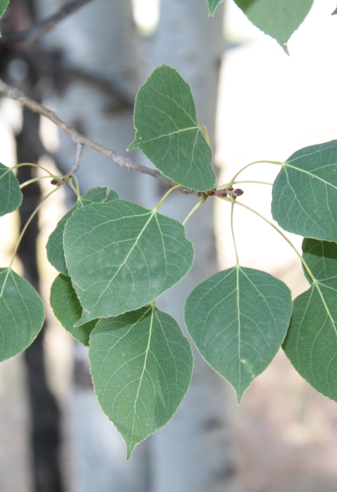 Leaves of the aspen tree
