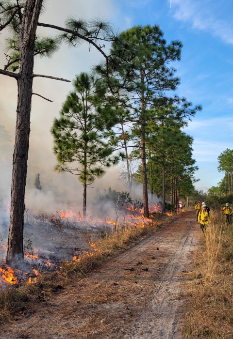 A view down a dirt road with firefighters standing on the right side and small flames on the left side. There are trees interspersed on the landscape.