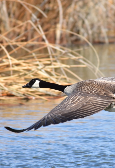 A large bird with a black head and a small white patch near its eye, brown body, white rump and dark grey tailfeathers flies low over a body of water. The water is bluish, with brownish-tan plants visible out of focus in the background