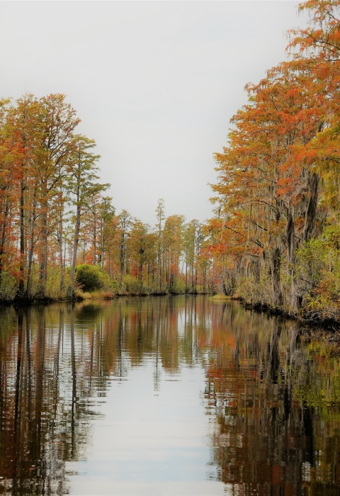 waterway lined with cypress trees with brown/orange needles