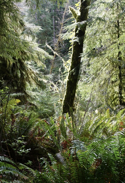 A lush, green forest with many ferns in the foreground