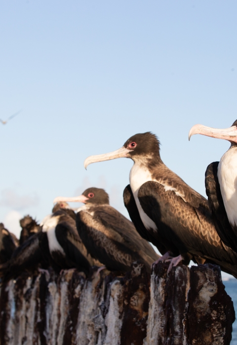 A bunch of black and white 'iwa birds perched on rusted metal posts on the beach