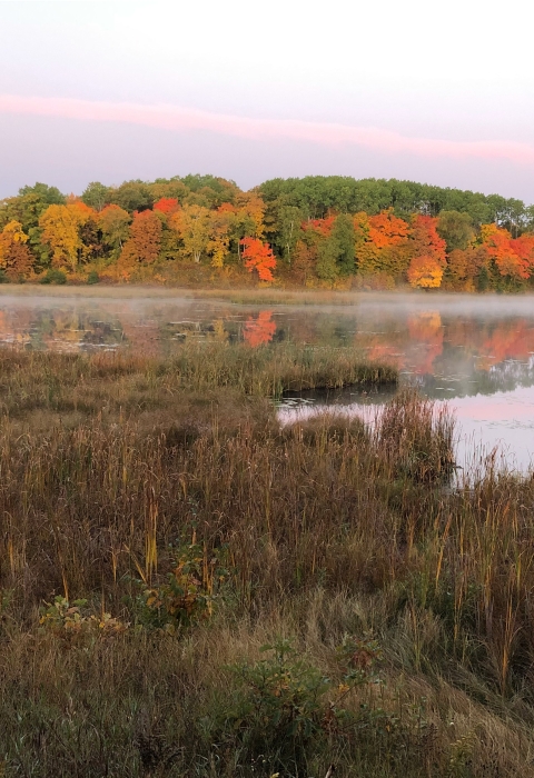 Early morning wetland in fall with fog on water framed by autumn foliage in the distance