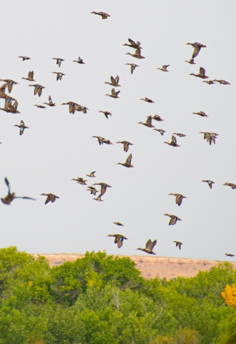 A large flock of ducks take flight over a green shrubs with a desert ridge in the background.