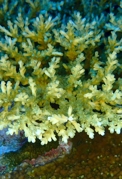 Coral in the mesophotic coral ecosystem. It is yellowish-white. Each polyp branches out like a finger. 