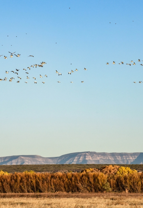 A flock of snow geese fly over trees that are starting to change colors. Mountains rise in the background.