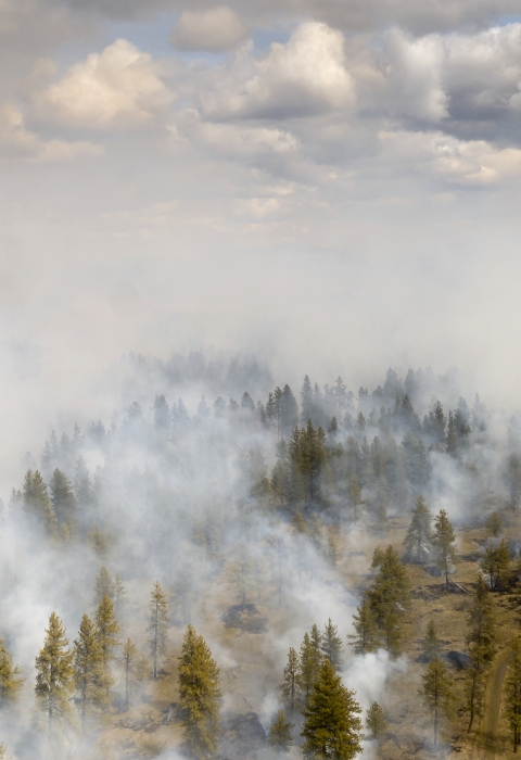 Smoke billows up from a forest during a prescribed fire
