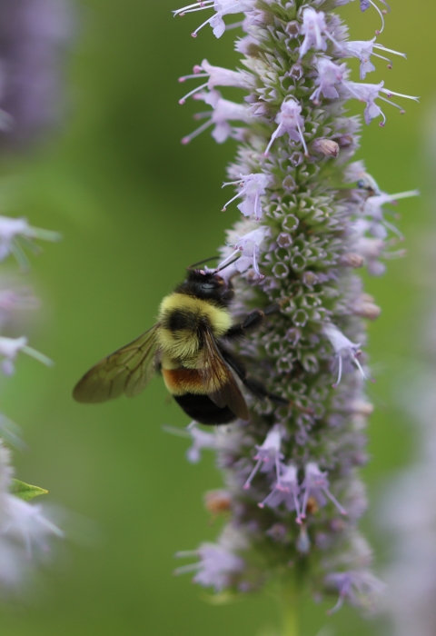 A rusty patched bumble bee on blooming anise hyssop