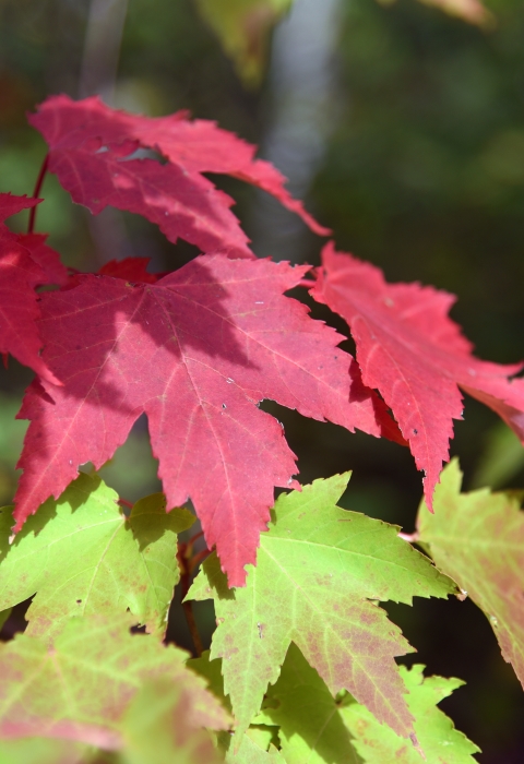 Photo of red maple leaf