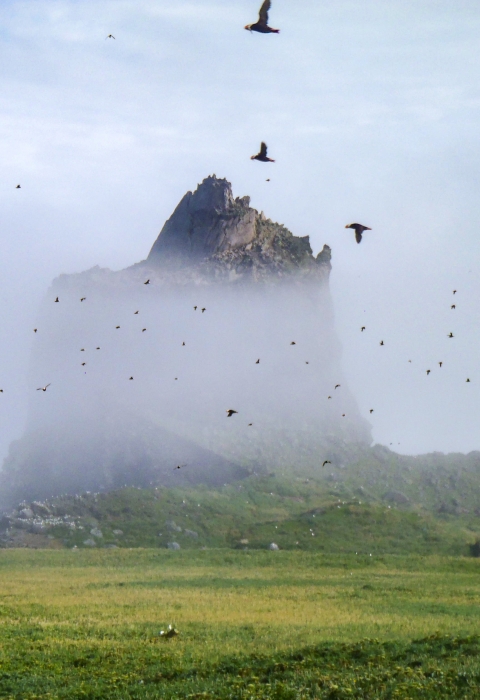 A large jagged rock juts out of a vegetated plane through clouds and fog with numerous black birds with orange beaks flying through the air.