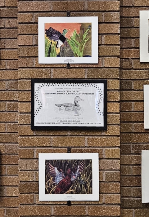 20 Junior Duck Stamp art entries from years past displayed on a brick wall, showcasing various artistic styles and mediums.