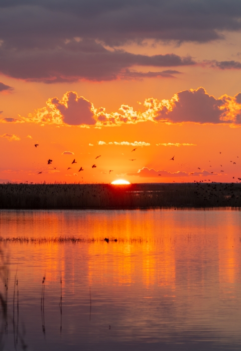 The sun sets in a pink sky above a wetland