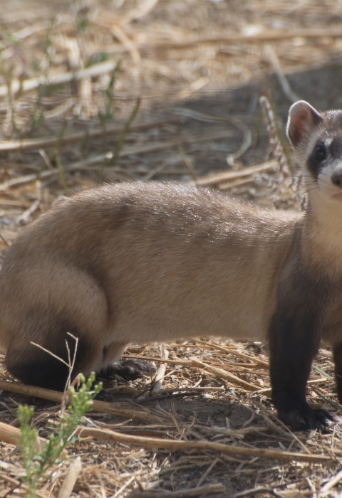 A side profile view of a light brown ferret with darker legs and end of the tail standing in dry prairie. 
