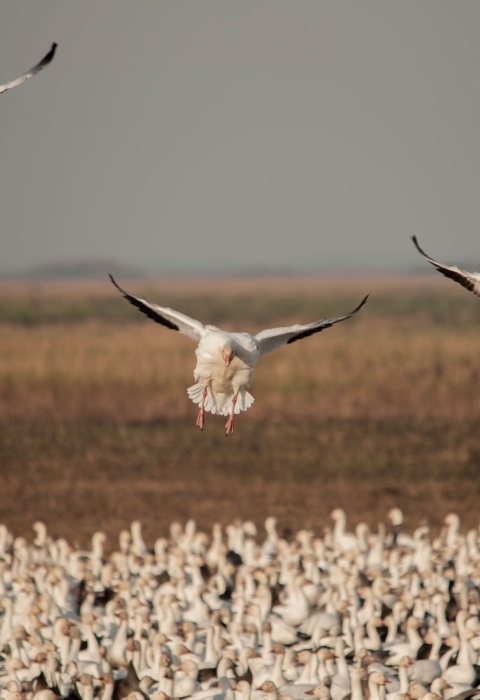 Three white snow geese fly above a large flock resting on the ground