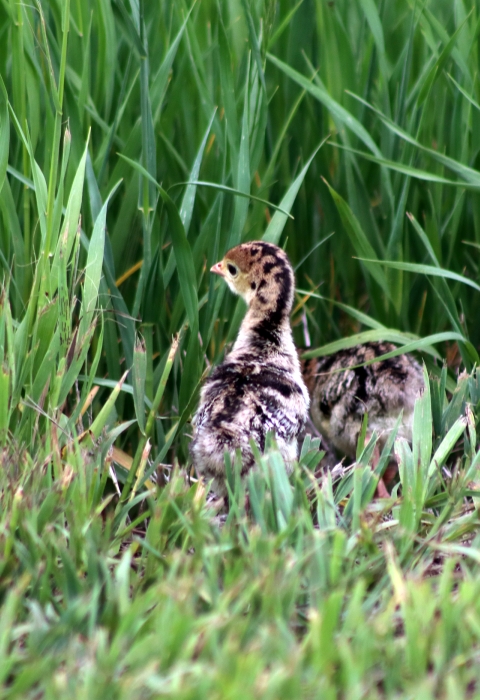 Wild turkey chicks along the tall grass