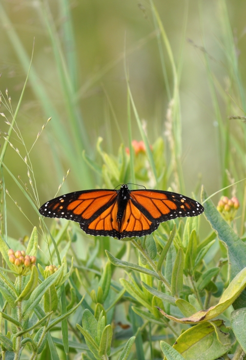 A monarch butterfly perched on butterfly milkweed