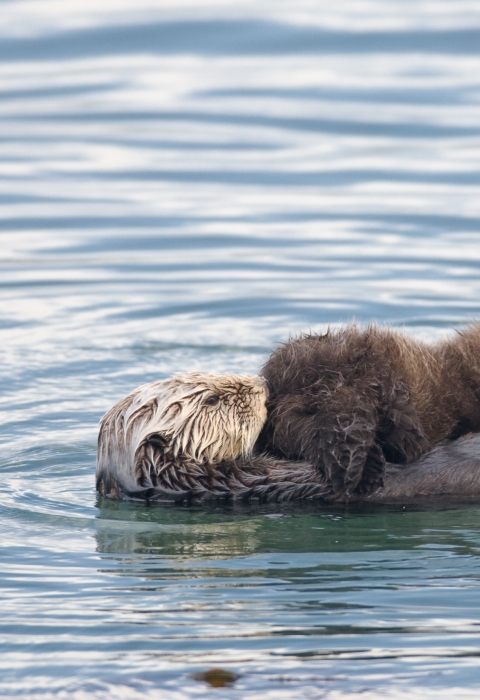 A mother sea otter floating on her back with her pup resting on her belly while nursing