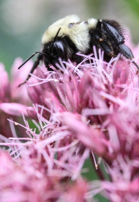 Bumble bee crawling on numerous tiny pink flowers