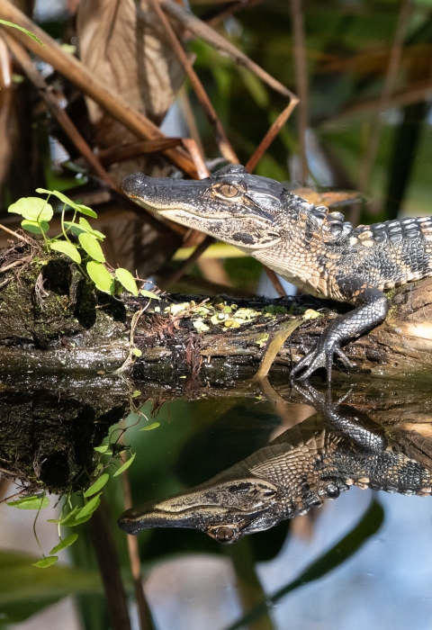 American alligator resting on a log in the water