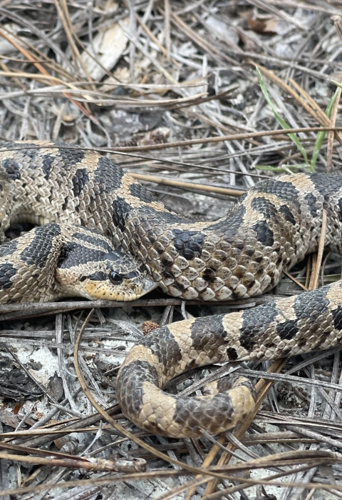 Coiled southern hognose snake in a longleaf pine habitat in Aiken County, South Carolina