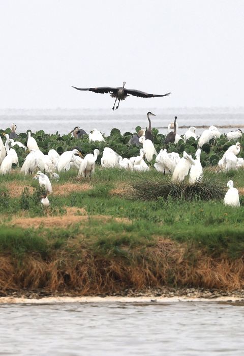 A dark bird soars near many white and tan birds that are forging on an island.