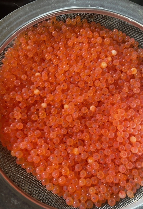 Rainbow Trout eggs in strainer