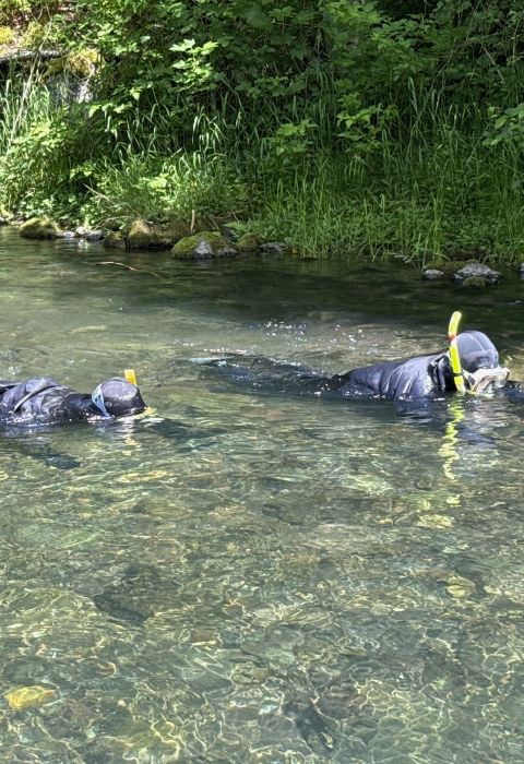Two field crew members in drysuits, snorkeling in a river. Bank vegetation in the background.