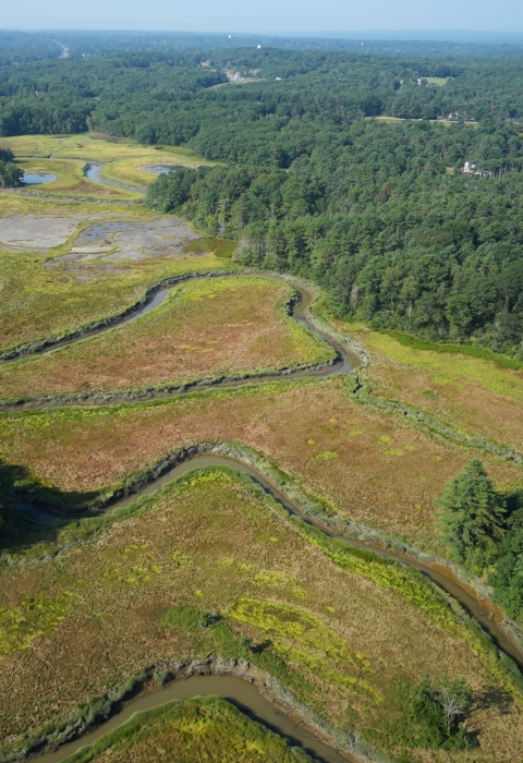 Aerial view of a saltmarsh with meandering channel